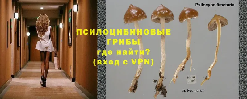 купить наркотик  Улан-Удэ  Псилоцибиновые грибы Magic Shrooms 