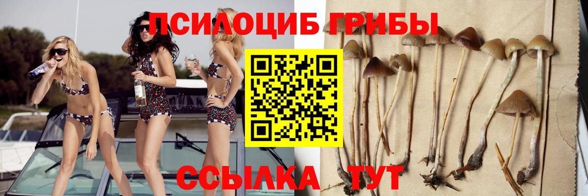 Псилоцибиновые грибы Psilocybine cubensis Улан-Удэ